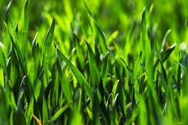 Naklejka trawa ziarno zboże natura