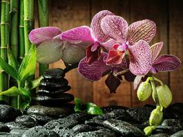 Naklejka storczyk kwiat zen roślina zdrowy