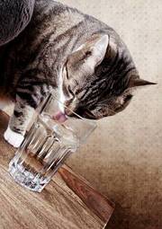 Plakat kot pije wodę ze szklanki