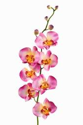 Plakat natura roślina ładny kwiat aromaterapia