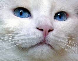 Fotoroleta kot blue eye niebieski