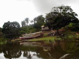 Fototapeta palma łódź dżungla las drzewa
