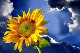 Plakat kwiat słonecznik słońce  
