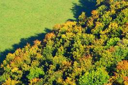 Naklejka drzewa krajobraz las jesień trawa