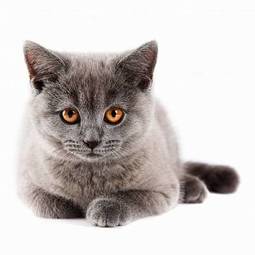 Fototapeta brytyjski srebrny kot