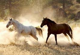 Fototapeta dziki koń grzywa bezdroża pustynia