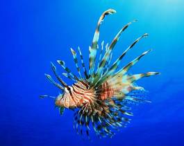 Fotoroleta woda morze czerwone zwierzę tropikalna ryba