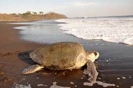 Obraz na płótnie wybrzeże tropikalny żółw
