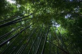 Plakat ameryka północna bambus hawaje