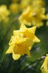 Fotoroleta narcyz kwiat żółty sprężyna 