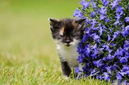 Fototapeta kot i fioletowe kwiaty