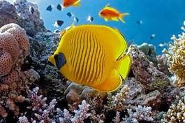 Fotoroleta koral zwierzę dziki