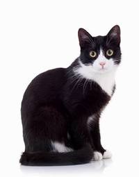 Plakat ssak kot zwierzę