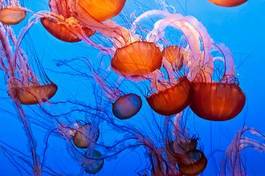 Obraz na płótnie natura zwierzę meduza podwodne