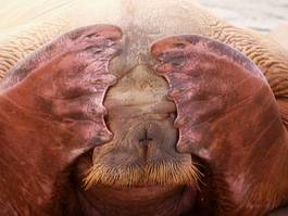 Obraz na płótnie ssak zwierzę foka humor