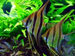 Fotoroleta tropikalna ryba ameryka południowa akwarium wspinaczka 
