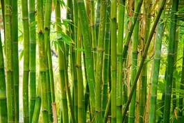Naklejka Łodygi bambusa