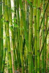 Plakat roślina roślinność bambus egzotyczny park