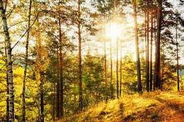 Plakat słońce kolaż jesień drzewa bezdroża