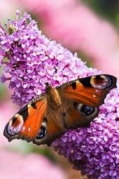 Fotoroleta kwiat motyl natura krzew