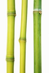 Naklejka trawa bambus azjatycki