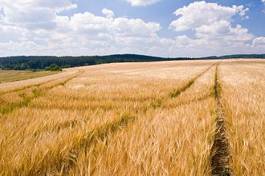 Fotoroleta pejzaż jęczmień natura mąka lato