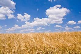 Fototapeta mąka natura rolnictwo ziarno żniwa