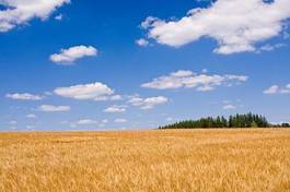 Obraz na płótnie żniwa mąka wieś