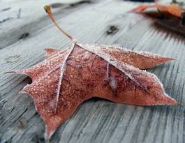 Fotoroleta jesień zimny drewno szron dojrzały