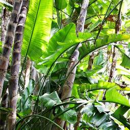 Naklejka dżungla tropikalny bambus natura