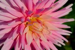 Fotoroleta kwiat piwonia roślina rosa