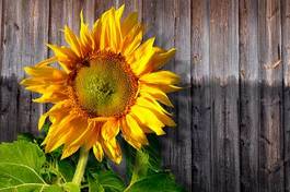 Naklejka słonecznik kwiat słońce 
