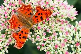 Obraz na płótnie motyl jesień zwierzę kwiat upadek