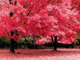Fotoroleta jesień drzewa upadek czerwony