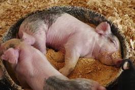 Obraz na płótnie zwierzę jedzenie świnia