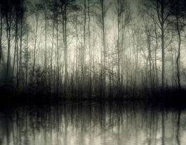 Obraz na płótnie woda dziki las