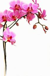Obraz na płótnie kwiat wellnes storczyk