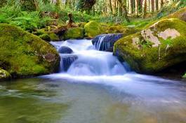 Obraz na płótnie las wodospad kaskada natura woda
