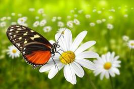 Obraz na płótnie motyl lato rumianek