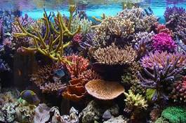 Naklejka podwodne karaiby malediwy morze ryba