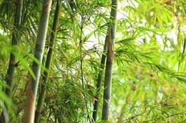 Fotoroleta zen dżungla ogród japoński