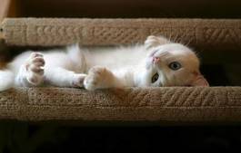 Fototapeta biały kociak bawi się na kanapie