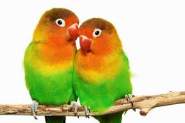Plakat ptak miłość zwierzę para