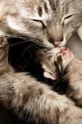 Obraz na płótnie ssak warta kociak miłość