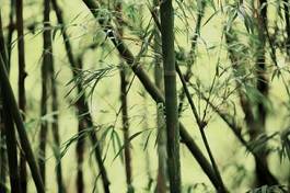 Naklejka bambus azja chiny orientalne