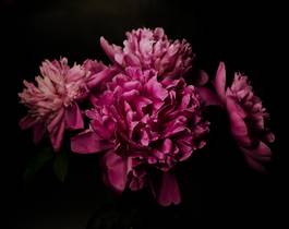 Fotoroleta świeży kwitnący kwiat piwonia miłość
