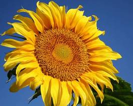 Naklejka kwiat wzór słońce słonecznik natura