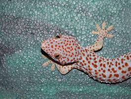 Plakat gad oko gekko gekon