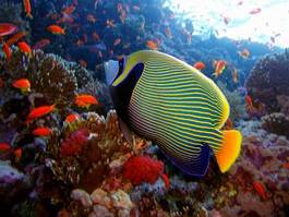 Obraz na płótnie ryba tropikalny koral