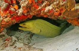 Obraz na płótnie węgorz podwodne zatoka meksyk rafa